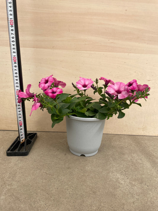 No.27005　ペチュニア　ラブリーアイ　5号鉢