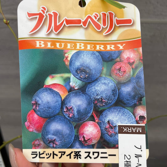 ブルーベリー(ラビットアイ系)2種混合植え 5号鉢