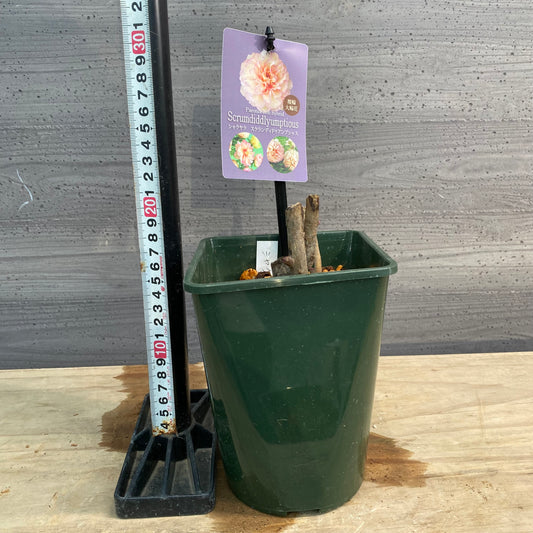 芍薬 スクランディドゥアンブシャス