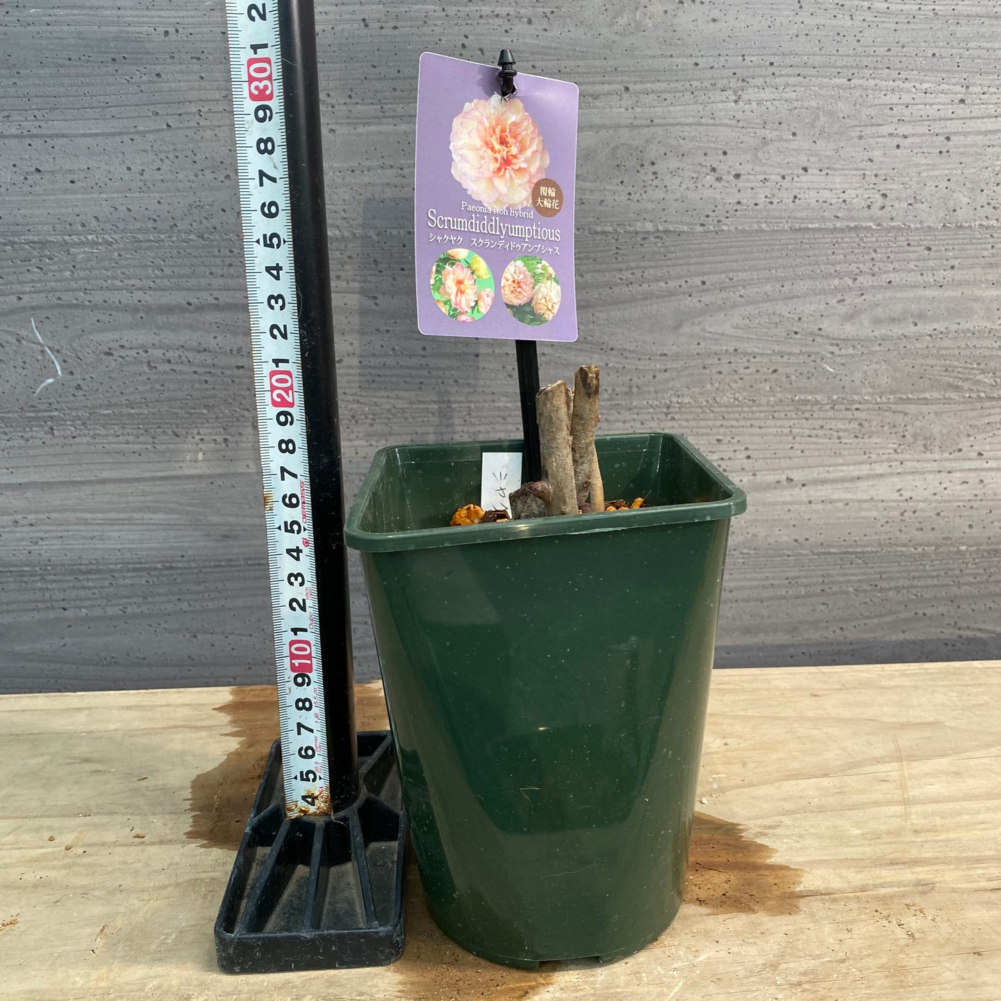 芍薬　スクランディドゥアンブシャス