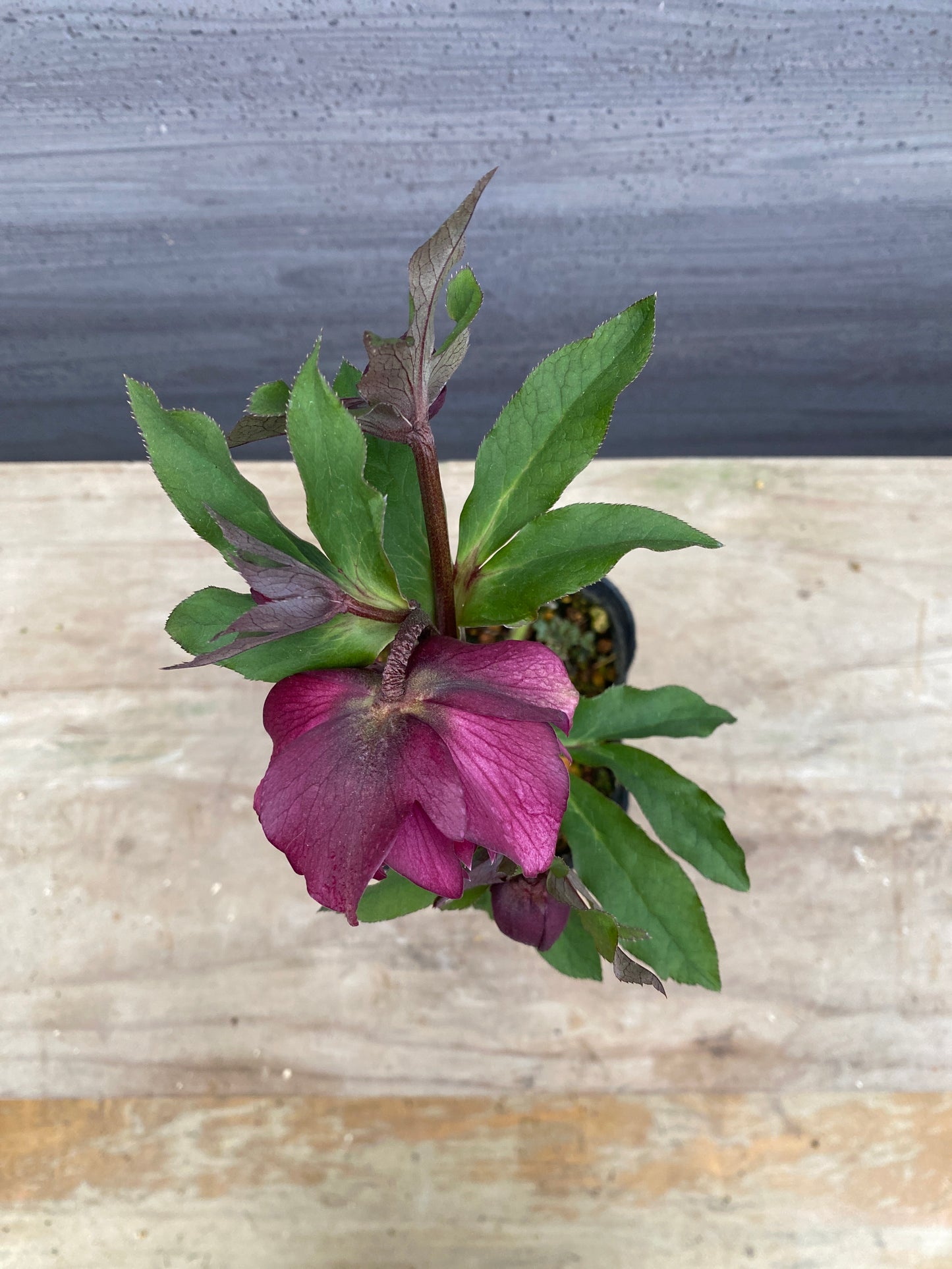 No.05102　横山園芸★クリスマスローズ　プリマドレス　5号苗ポット