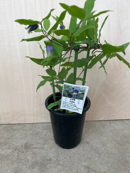 クレマチス 雫 4号鉢