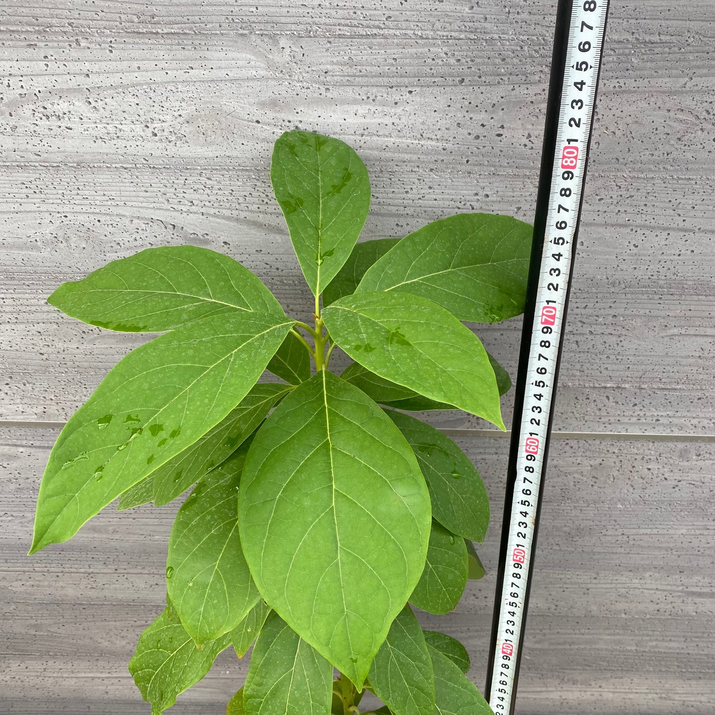 アボカド　ピーターソン　5号鉢　★1本で結実します