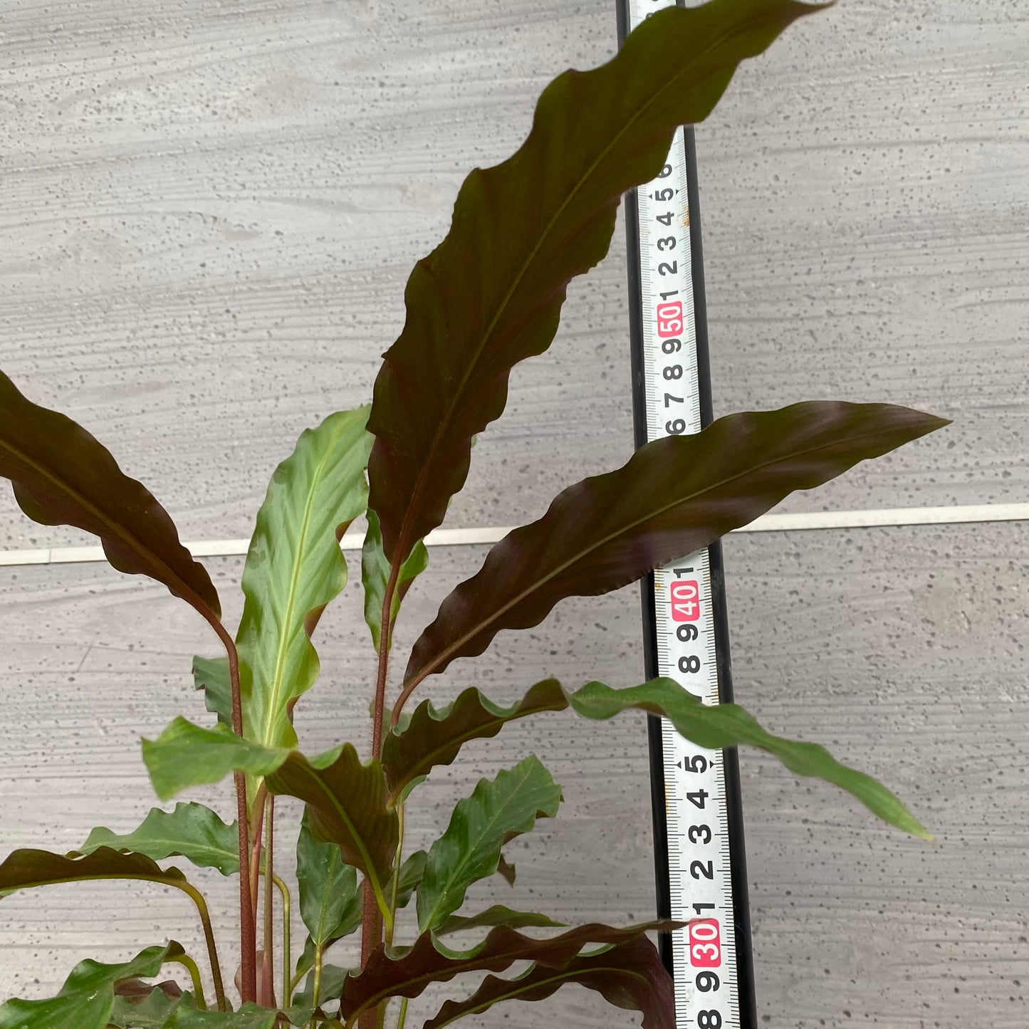 市場仕入れ即売会　No.25034　カラテア　ルフィバルバ　5号鉢