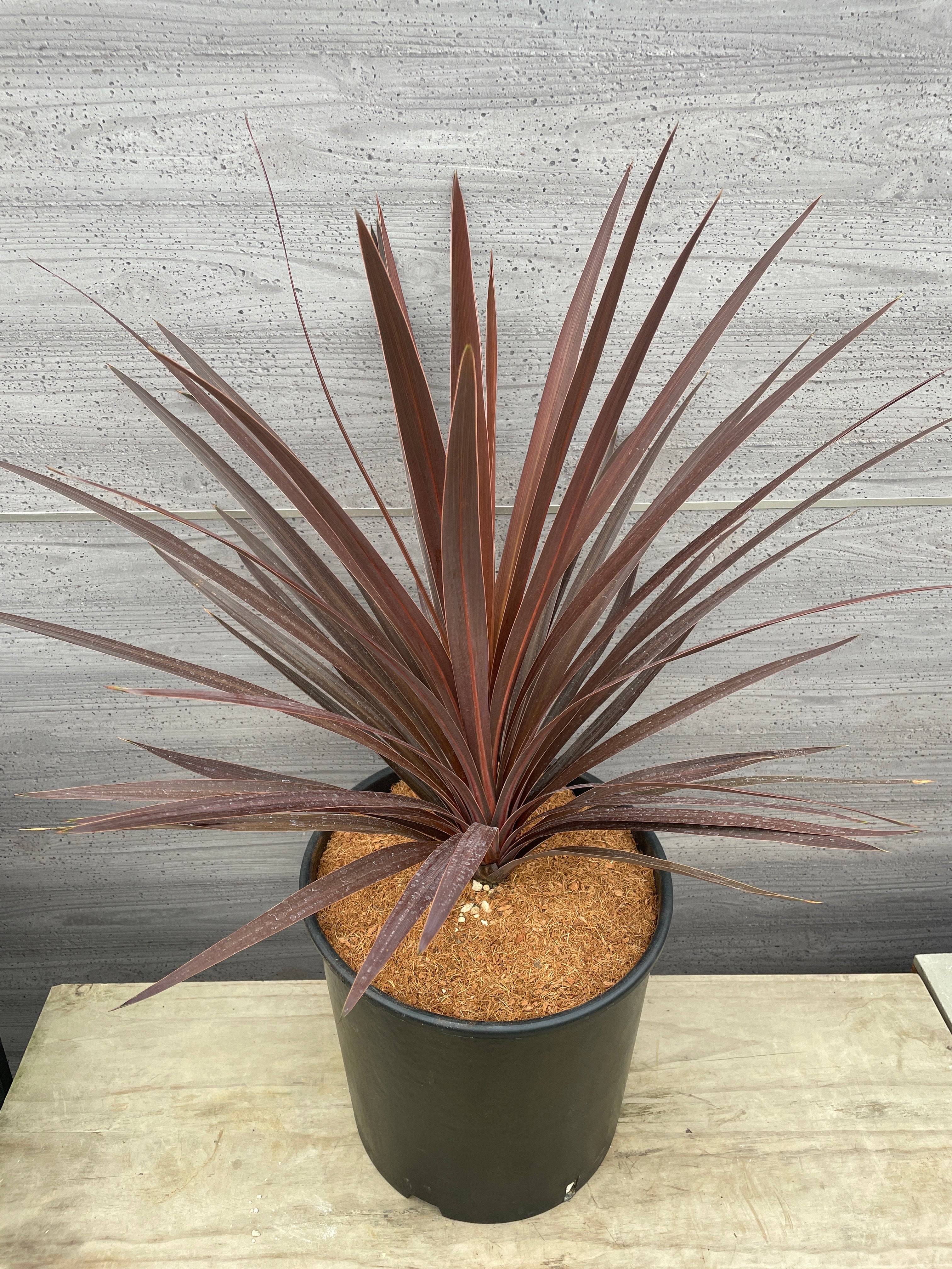 Pickup 全ての商品 – 植物家族