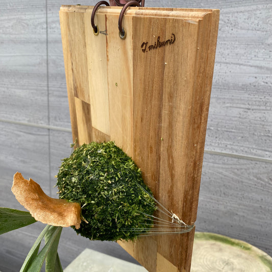 06018　ビカクシダ　板付け