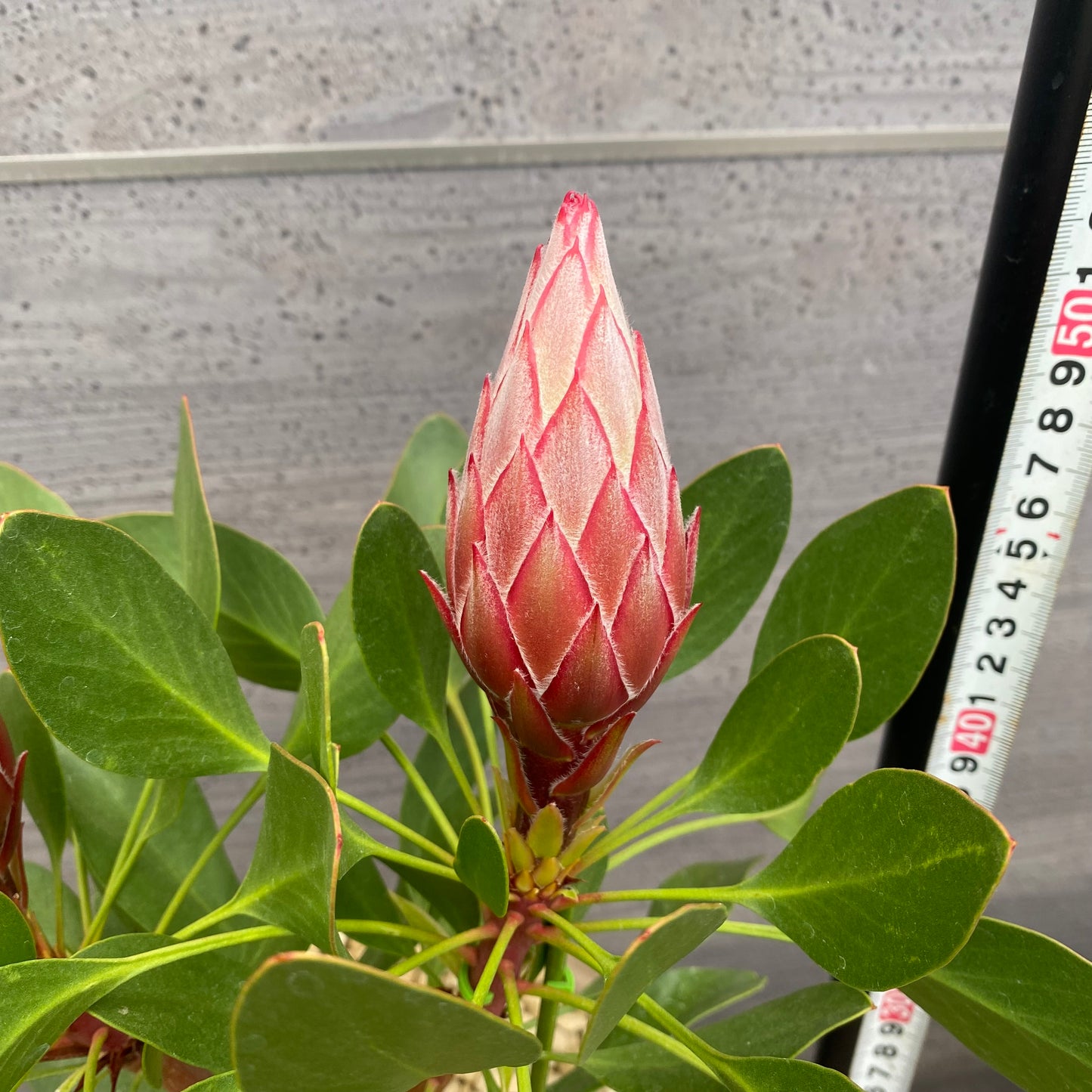 キングプロテア　リトルプリンス　７号スリット鉢/オリジナル色