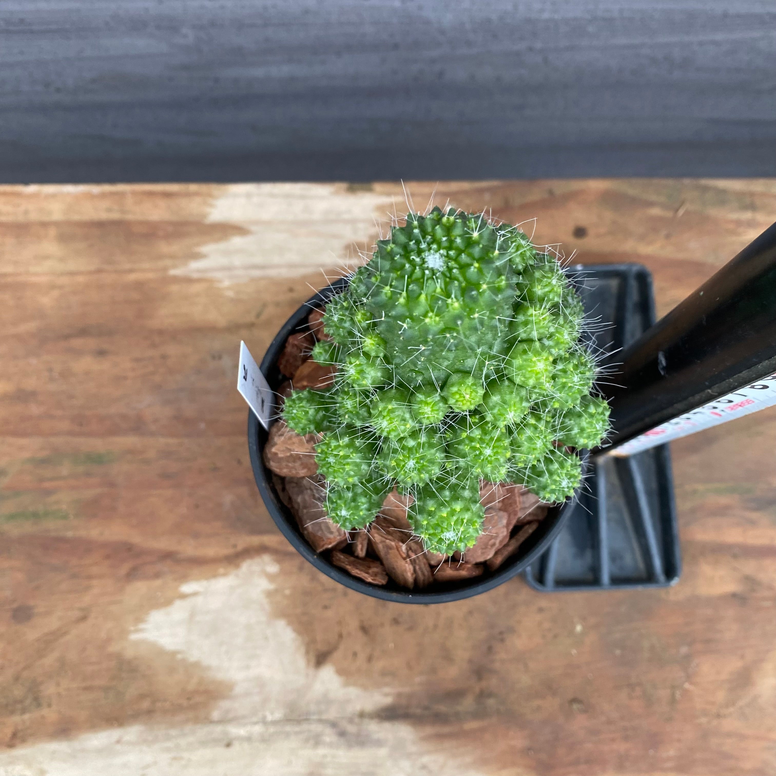 市場仕入れ即売会 No.25060 サボテン接ぎ木F 3号鉢 – 植物家族