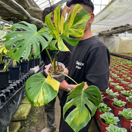 URBAN JUNGLE特集★U16　モンステラ　イエローマリリン　5号鉢