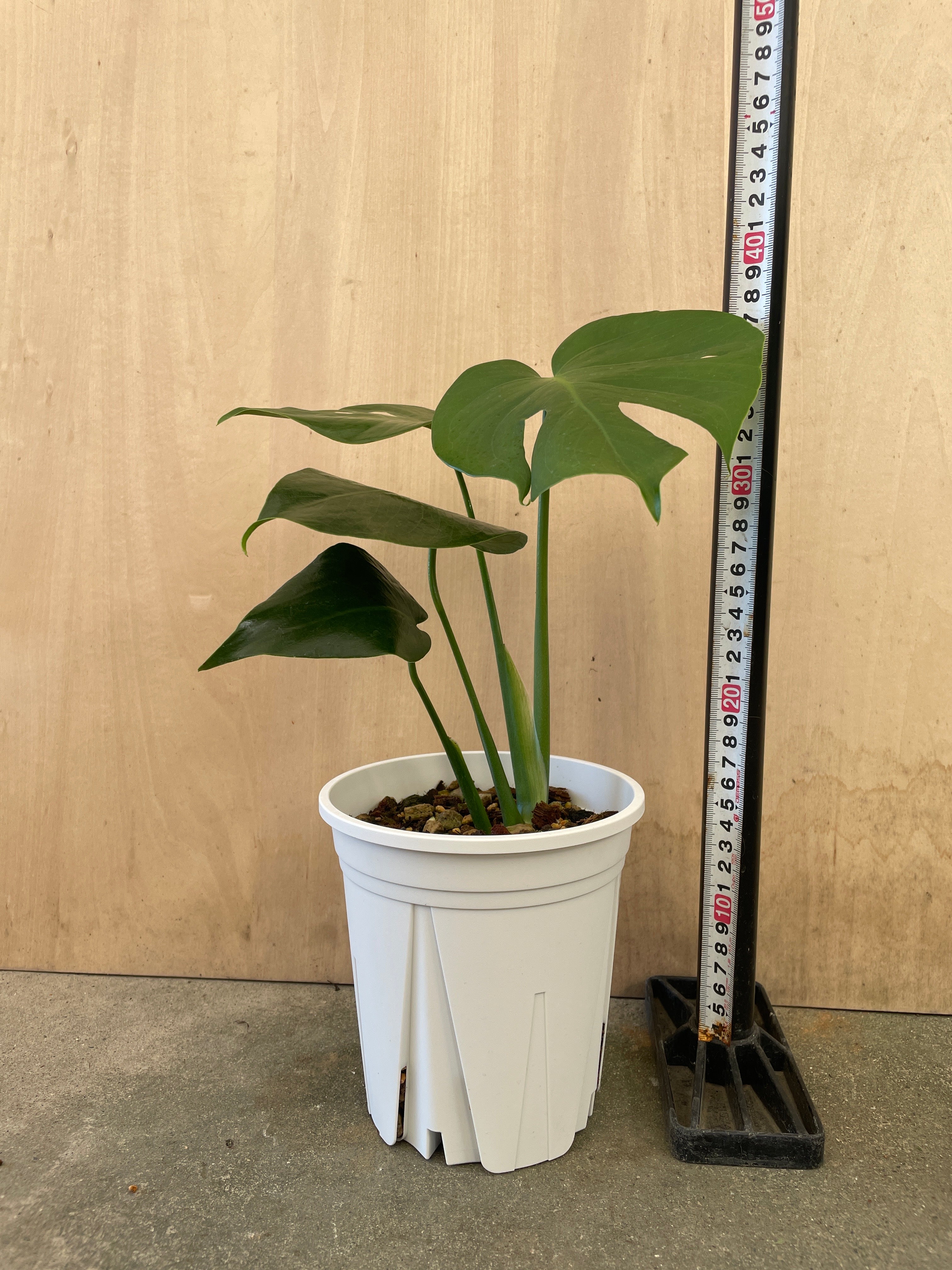 Pickup 全ての商品 – 植物家族