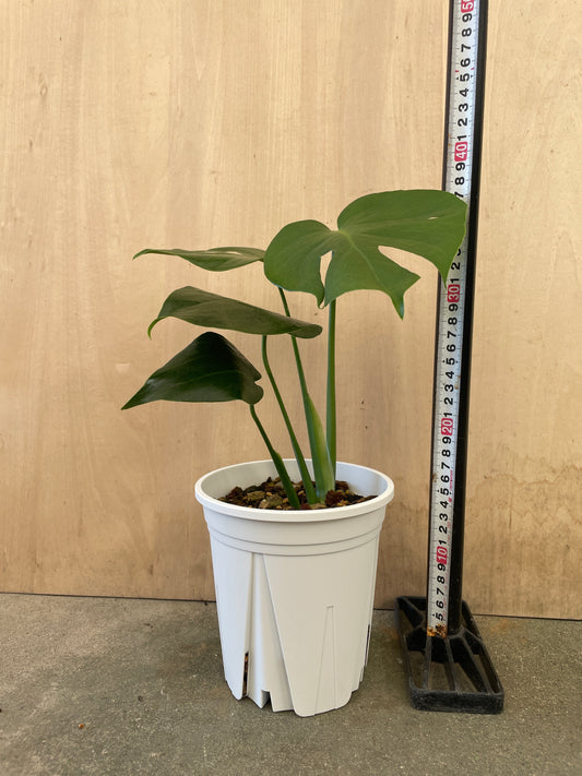 モンステラ　コンパクタ　5号鉢　植え替え済み