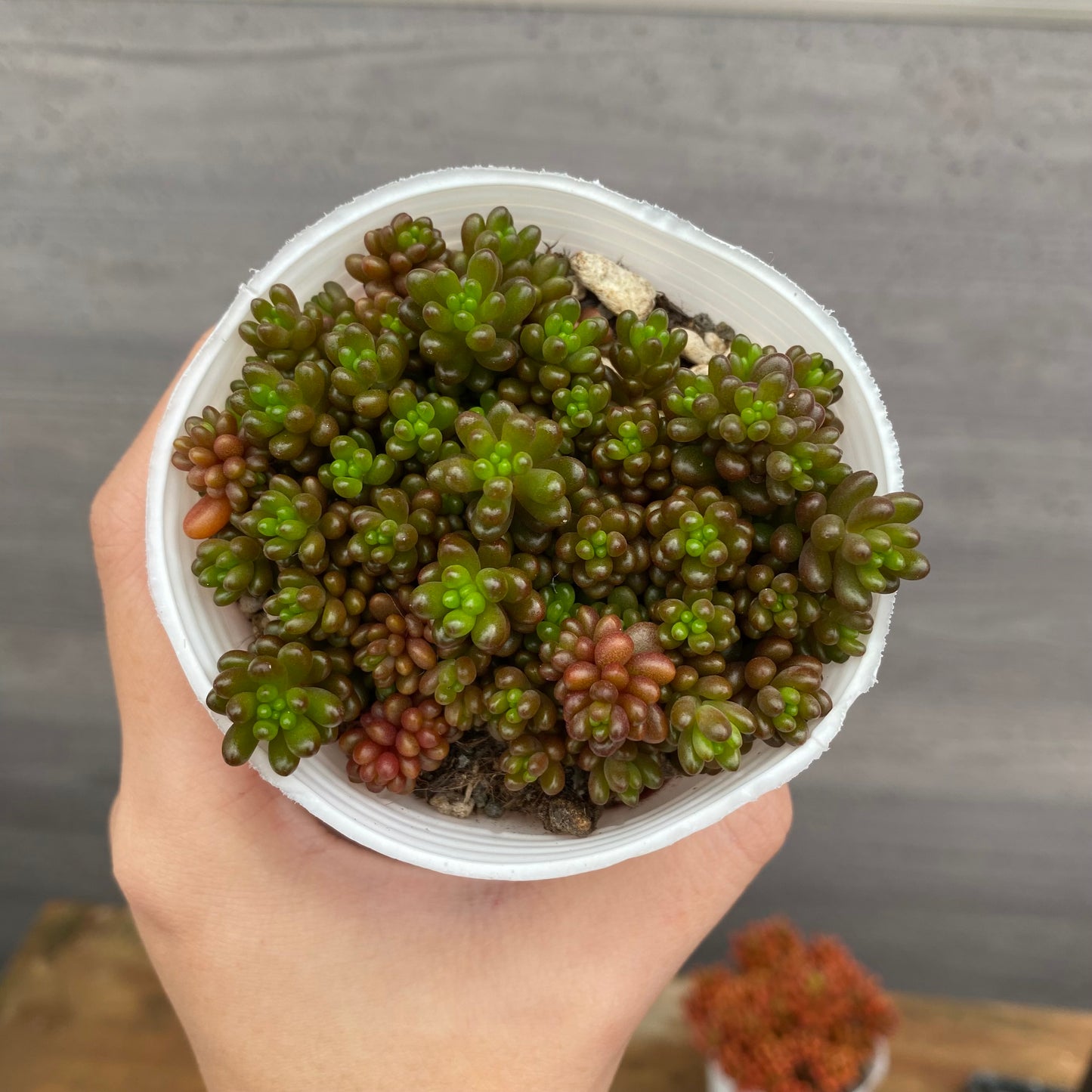 市場仕入れ即売会　No.25069　セダム　レッドベリー/オーロラ/虹の玉/姫秋麗　4種セット