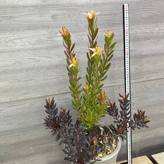 社長植栽★リューカデンドロン　サファリサンセット/バーガンディサンセット　寄せ植え　陶器鉢グレー
