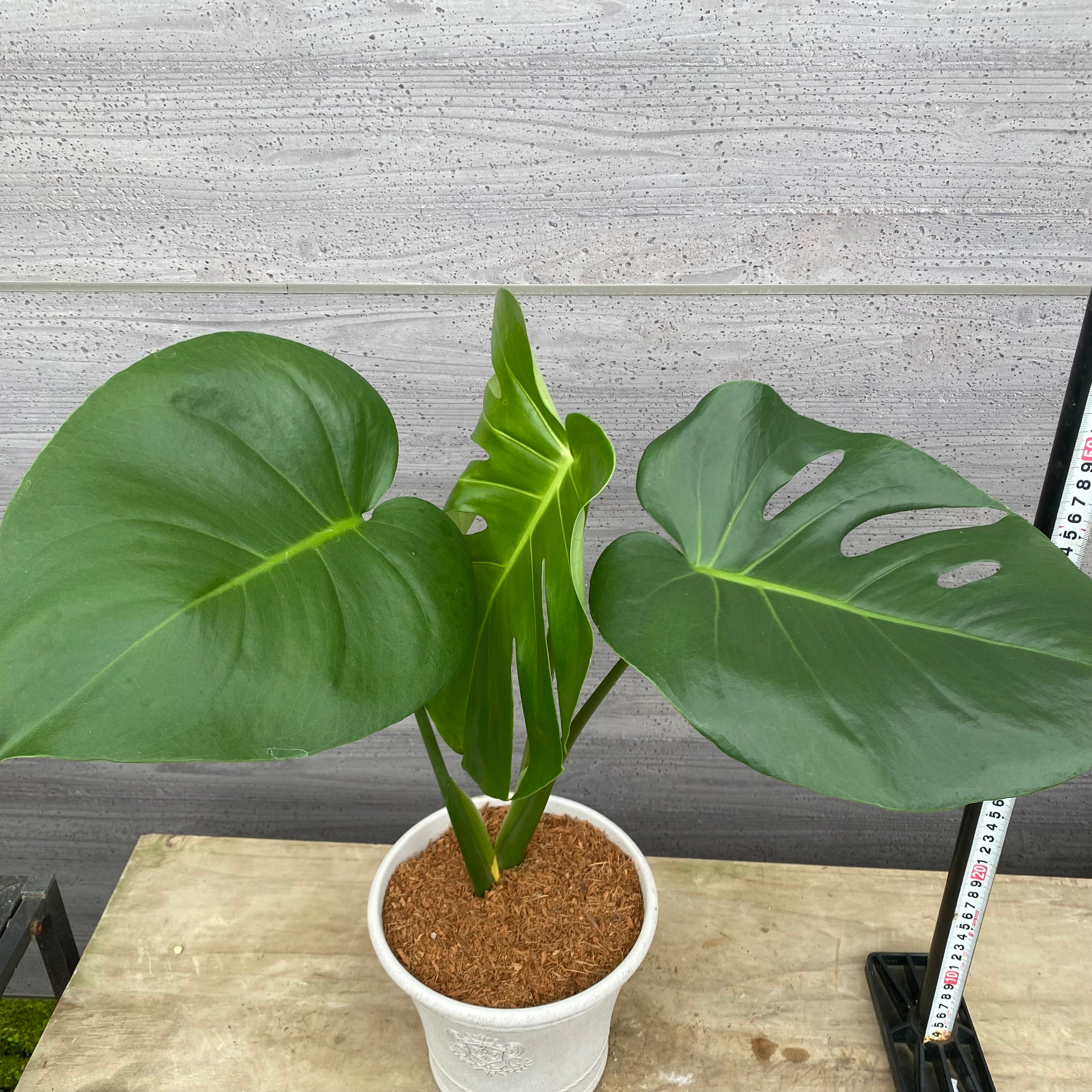 植物 – 植物家族