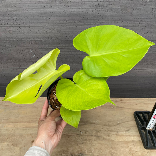 モンステラ　ゴールドリーフ　フルムーン　4号鉢　No.2