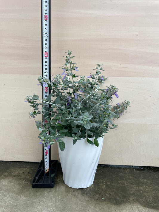 M05 　テウクリウム　ツリージャーマンダー　アイスキューブ　5号鉢