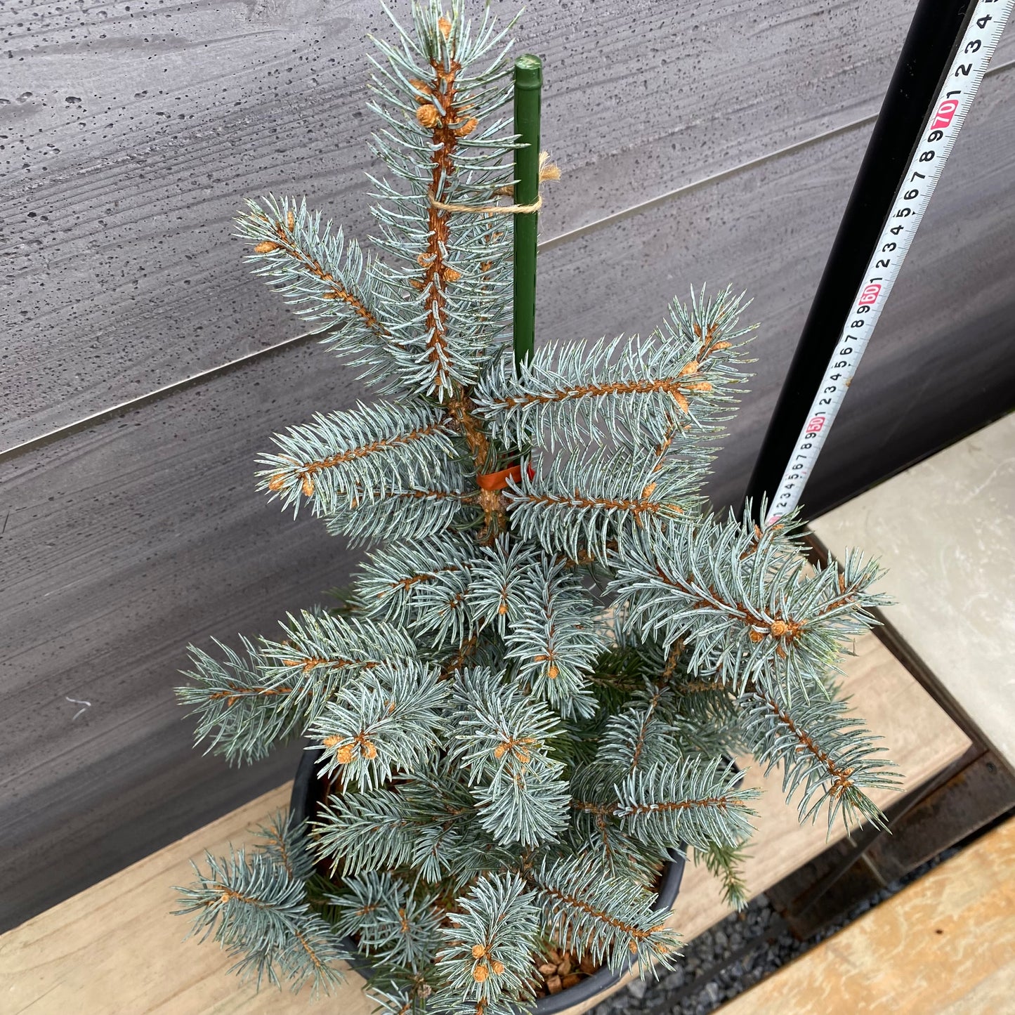 ピセア　プンゲンス　ホプシー　9号鉢