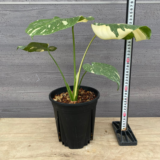 モンステラ タイコンステレーション No.4 黒ポット