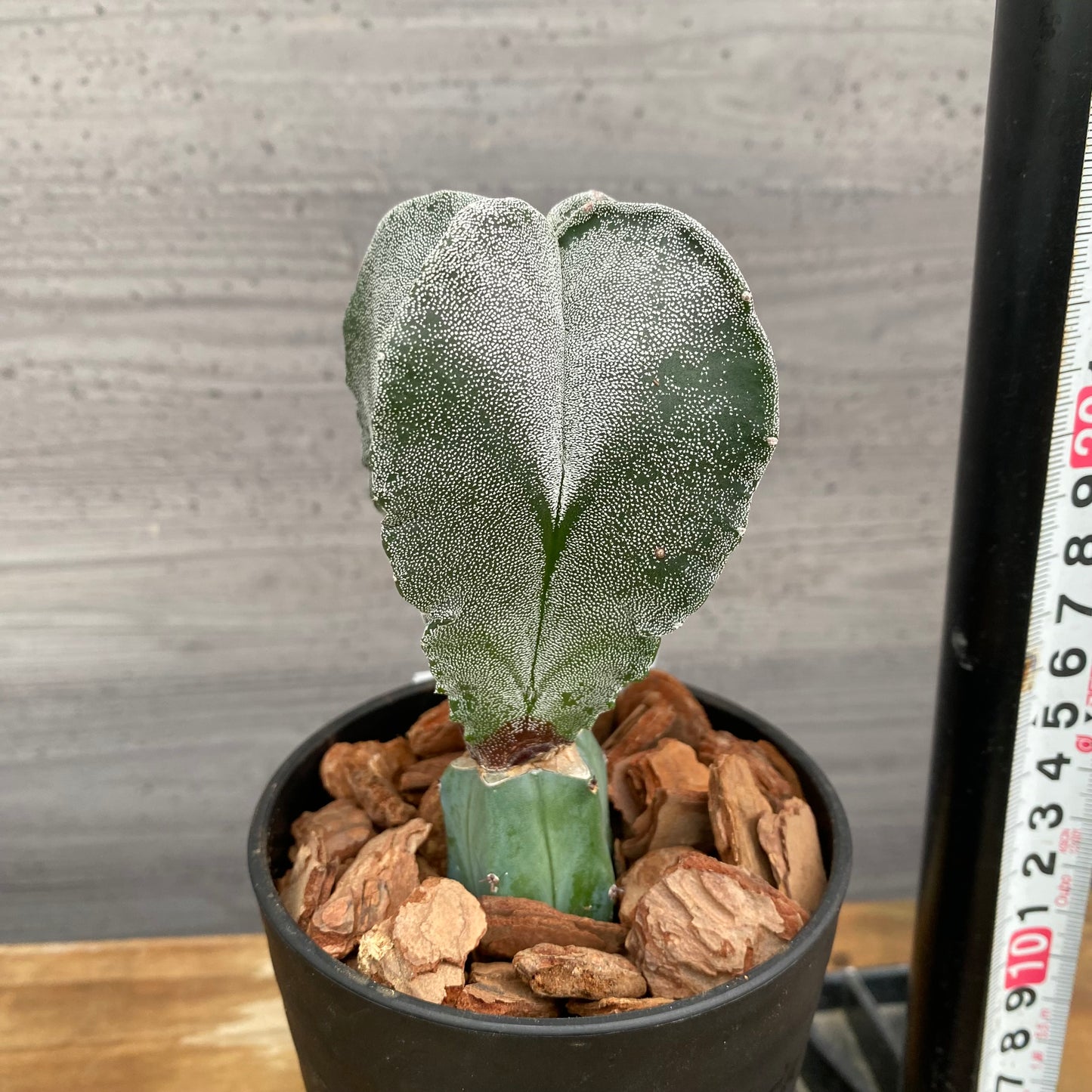 市場仕入れ即売会　No.25064　サボテン接ぎ木J　3号鉢