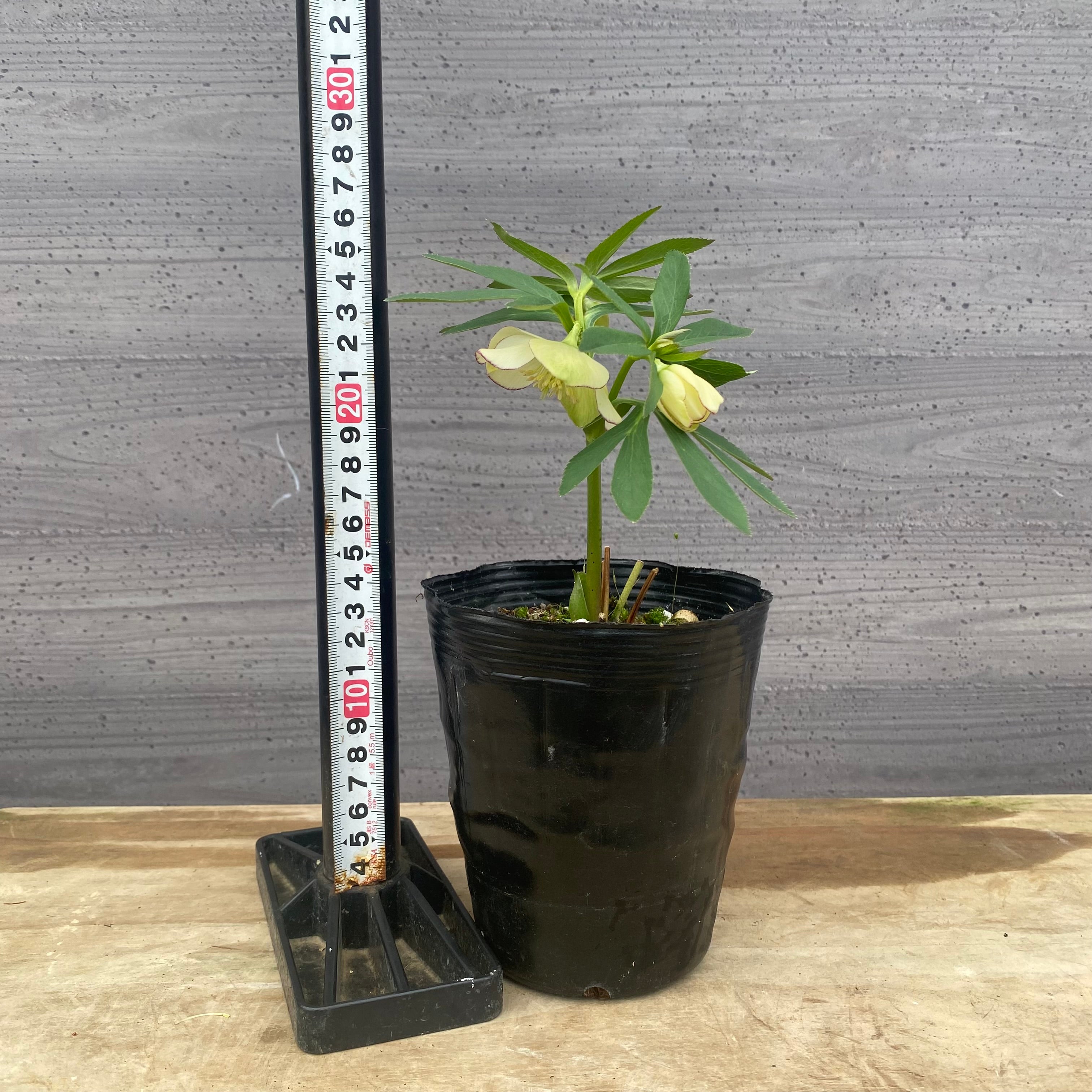 商品 – 植物家族