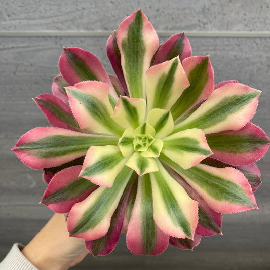 No.08009 アエオニウム ピンクウィッチ 3.5号苗ポット