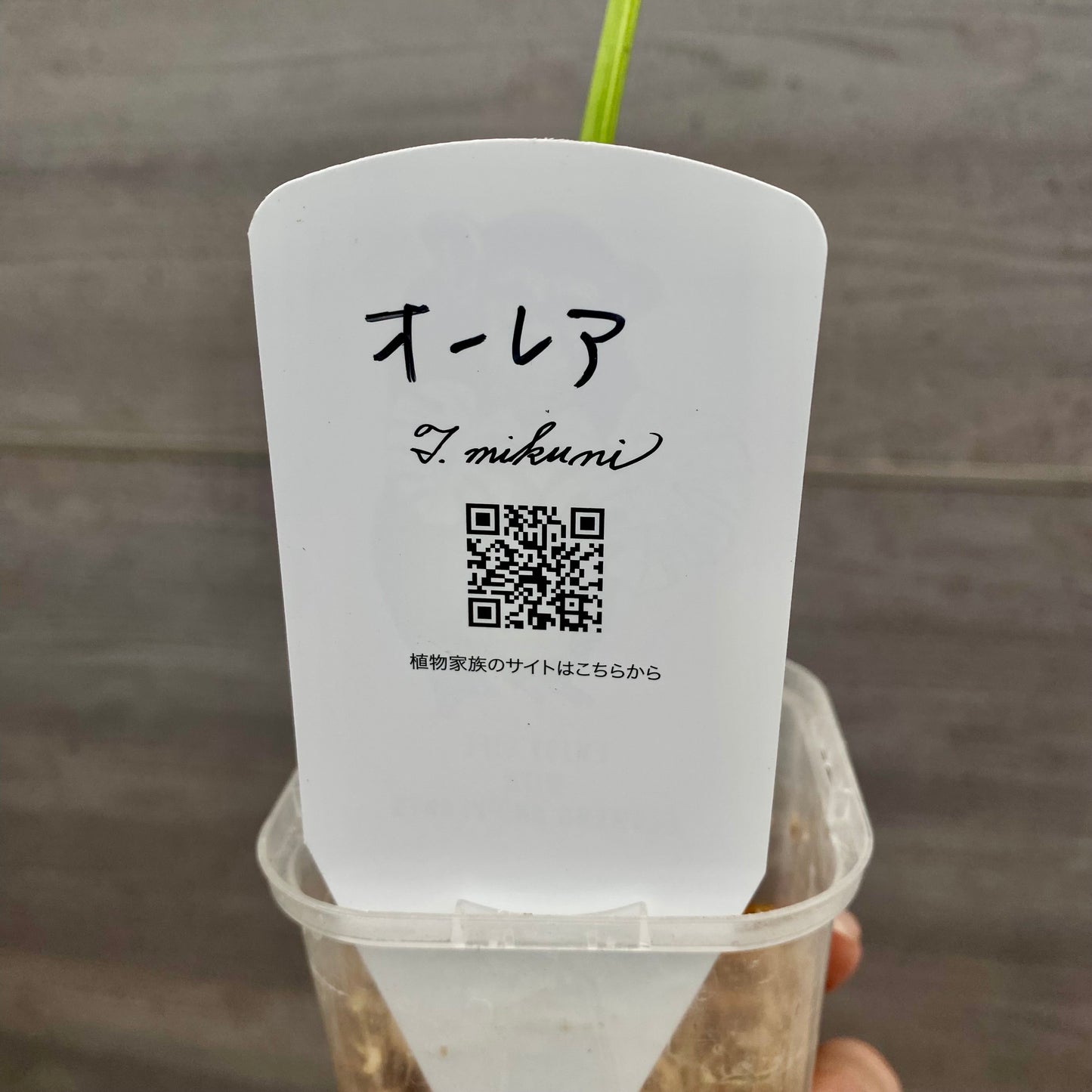 モンステラ　オーレア 枝切水苔仕立て　3号鉢