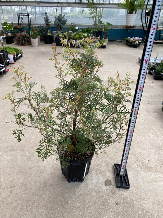 No.28035　グレビレア　クリームパッション　5号鉢