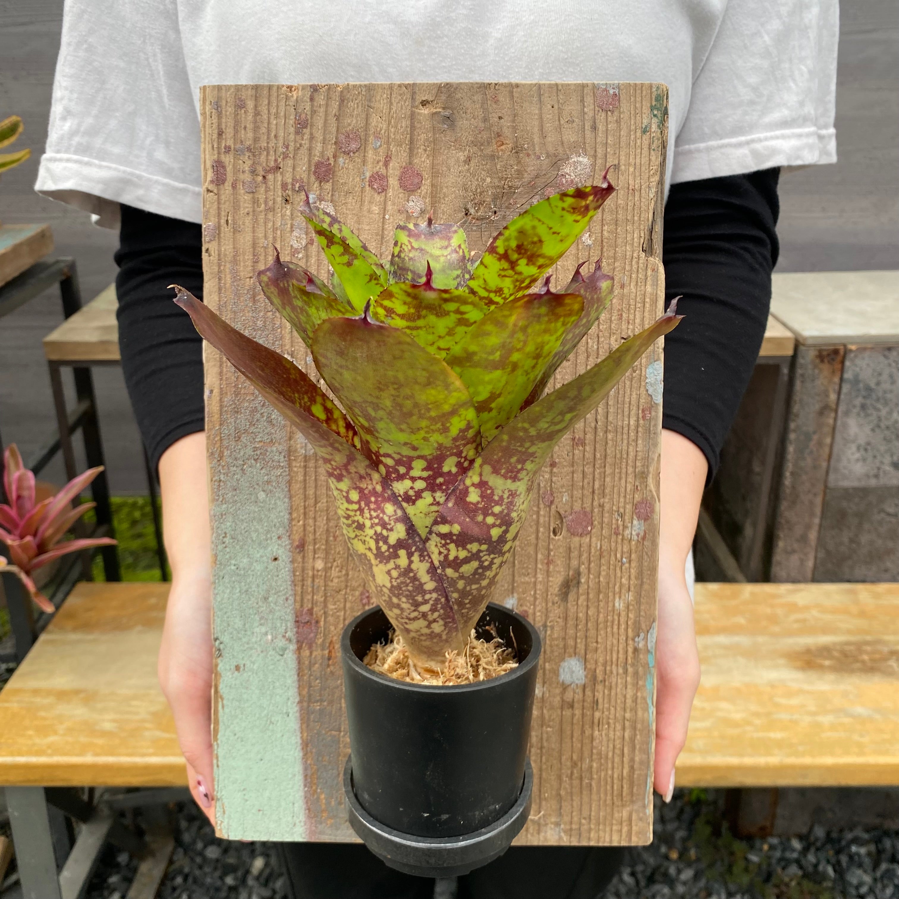 ラ*ク様 ❤️根パンパン❤️⭐️超⭐️沢山新芽元気株❤️3250⭐️小輪⭐️ピュ 植物家族