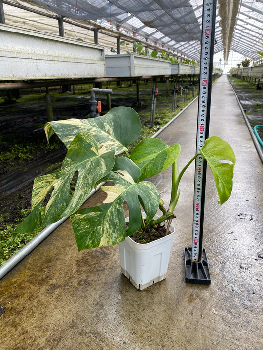 農場創業祭 No.26149　モンステラ　オーレア　