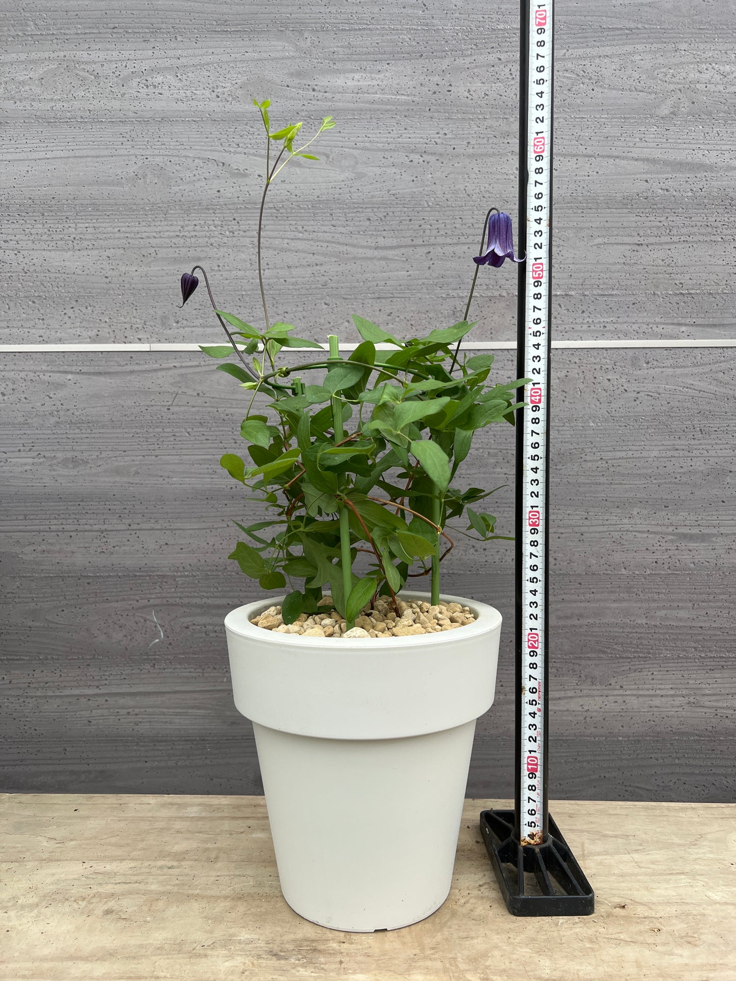 社長植栽★クレマチス　篭口　7号おすすめ白ポット