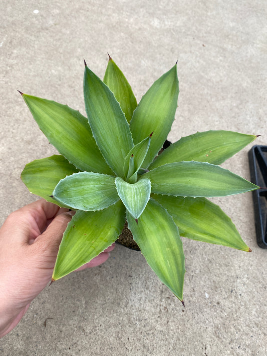 No.28013　アガベ　4号苗ポット