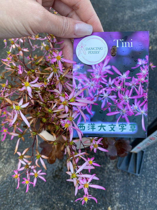 農場創業祭 No.26017　西洋大文字草　チーニ　6号オリジナルベージュポット