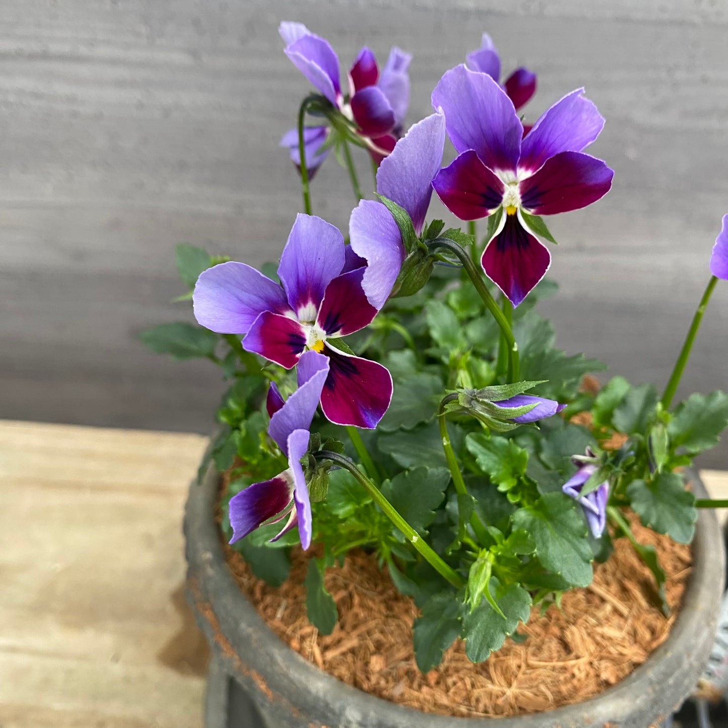 寄せ植えH　キューガーデンポット