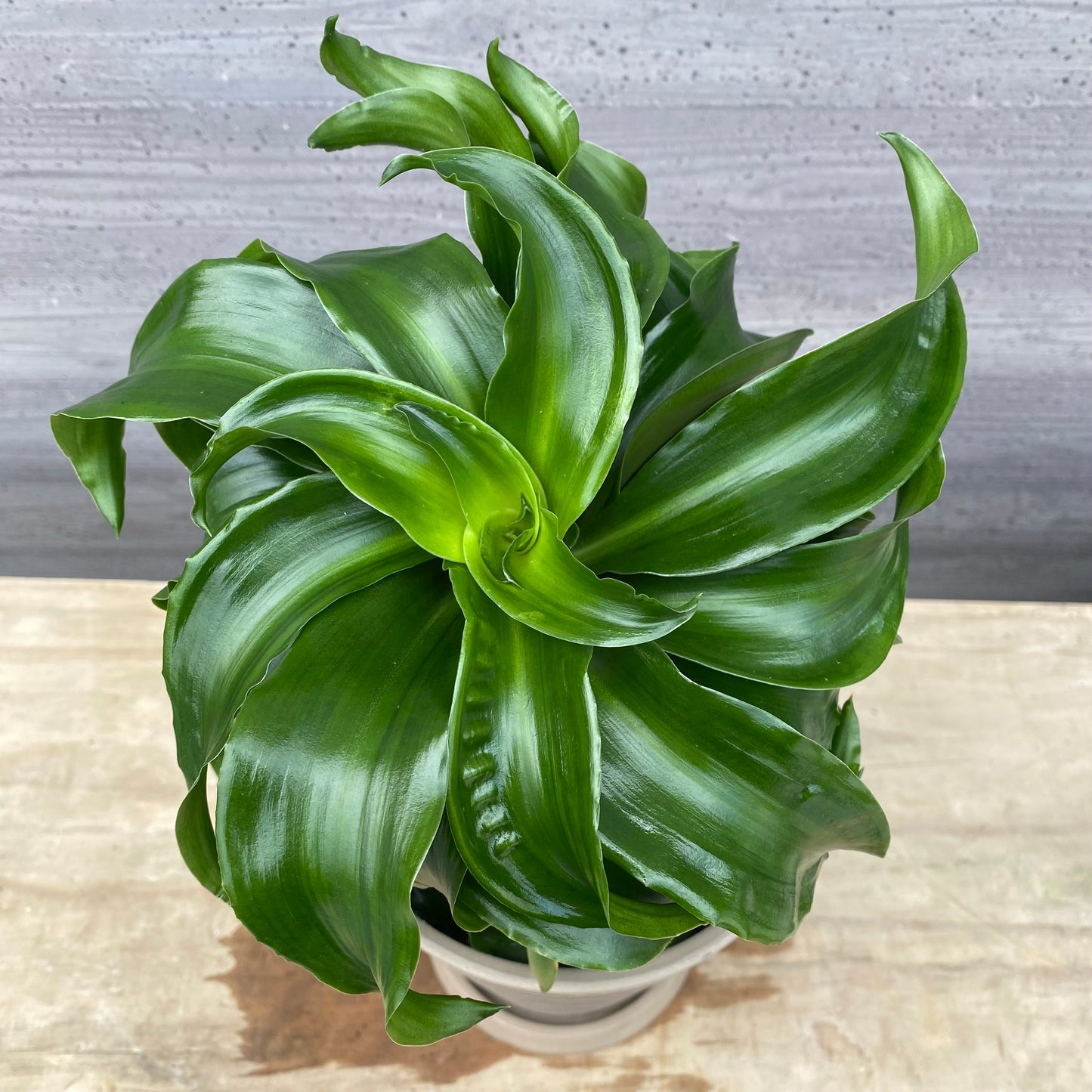 No.1305　ドラセナ　トルネード　5号鉢　茶ポット　受け皿付き