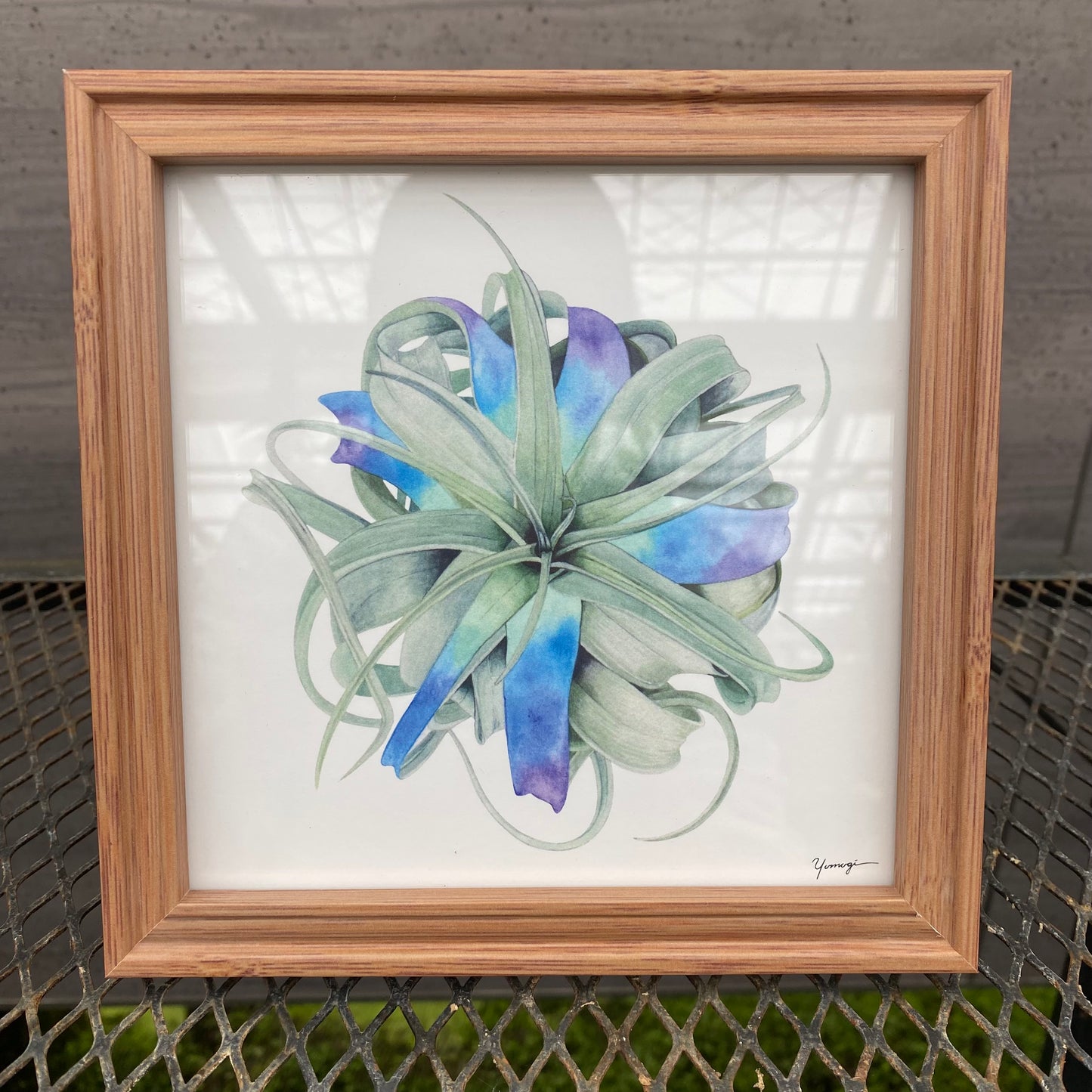 ボタニカルアートフレーム　エアプランツ