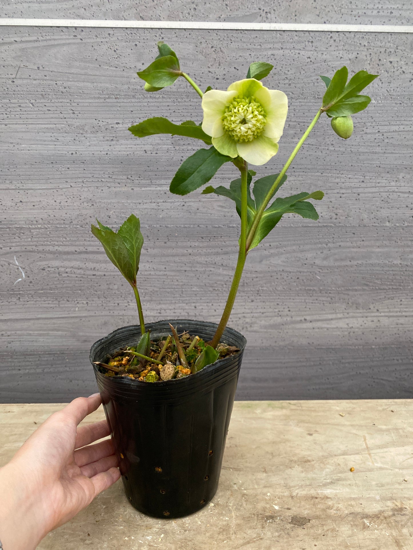 No.05148　横山園芸★クリスマスローズ　プリマドレス　5号苗ポット