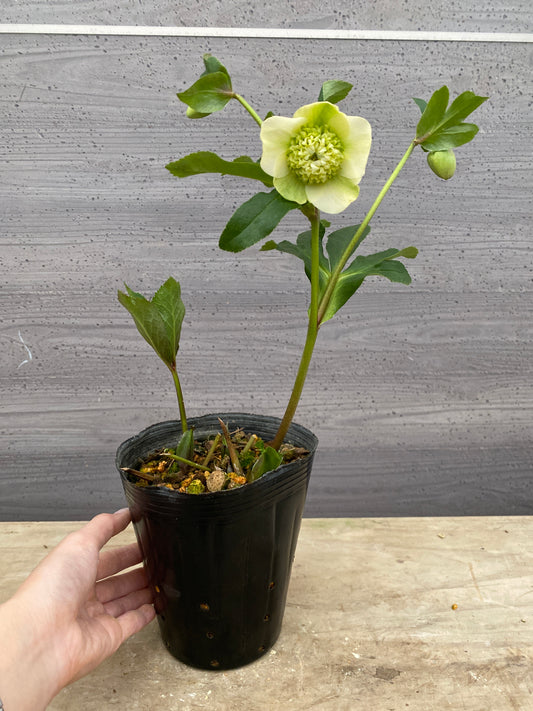 No.05148　横山園芸★クリスマスローズ　プリマドレス　5号苗ポット