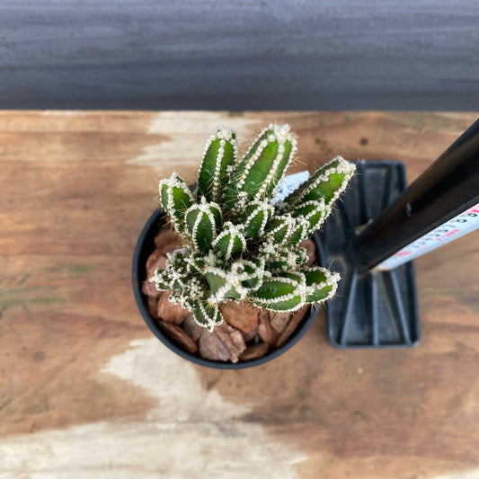 市場仕入れ即売会　No.25058　サボテン接ぎ木D　3号鉢