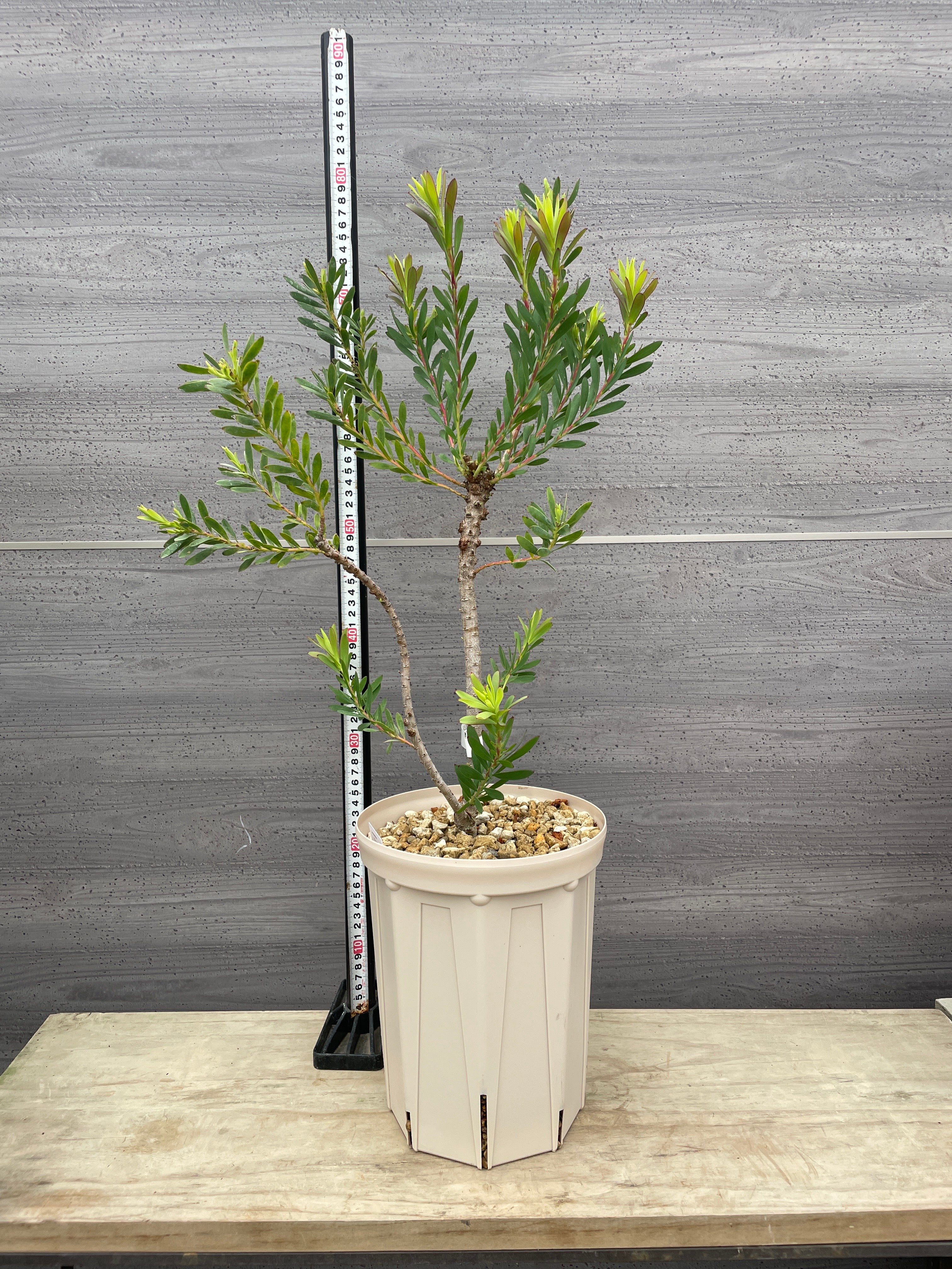 Pickup 全ての商品 – 植物家族