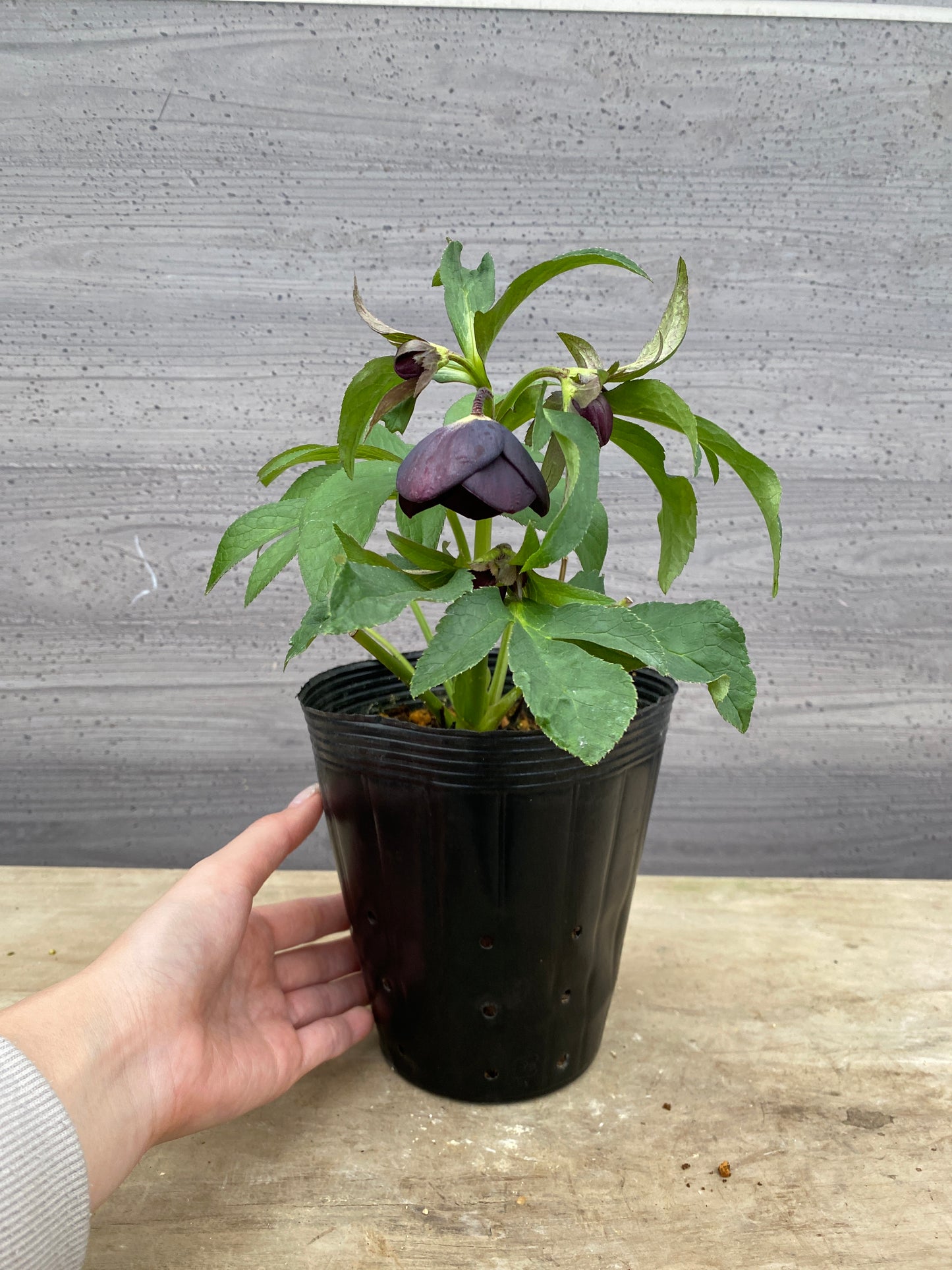 No.05089　横山園芸★クリスマスローズ　シングル咲き　5号苗ポット