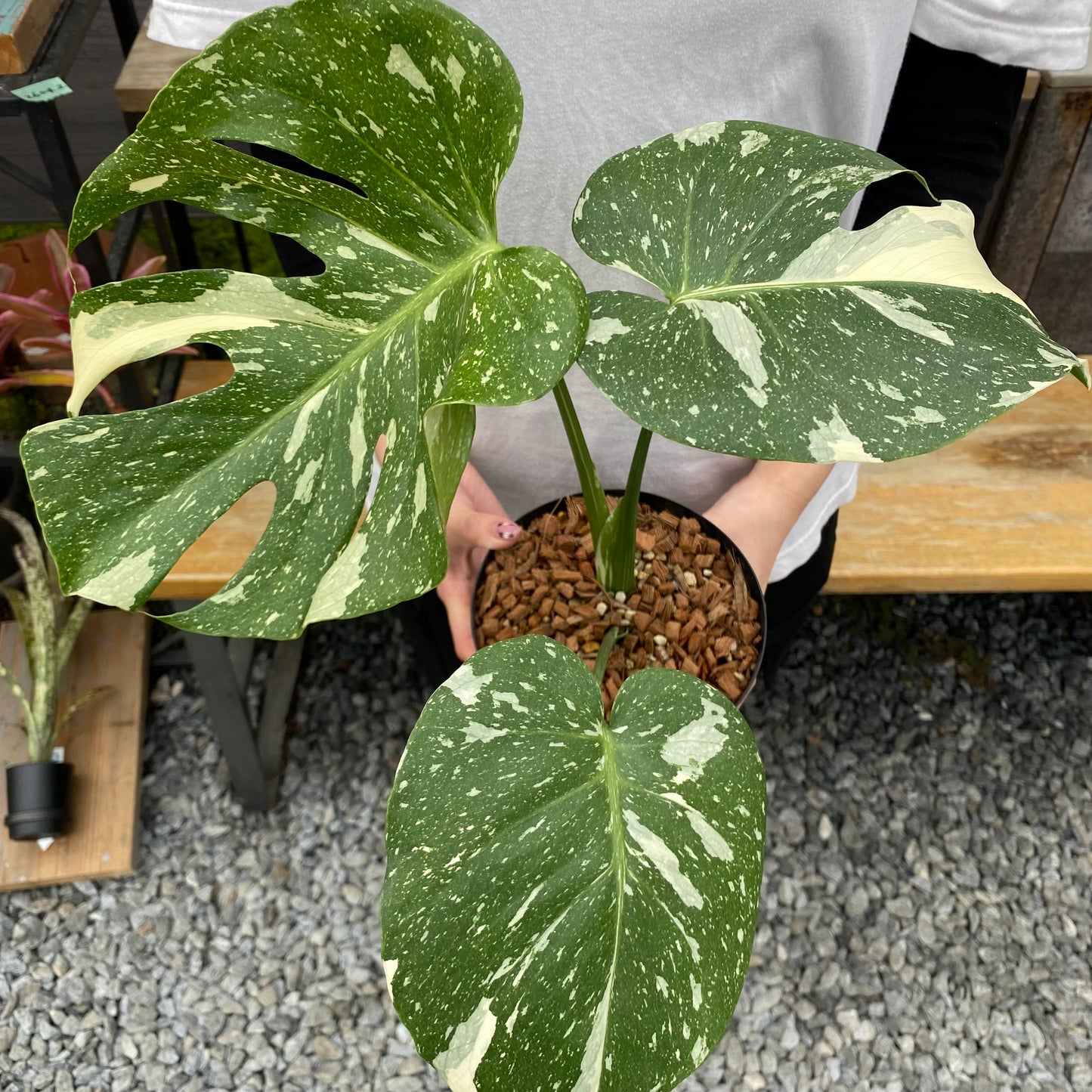 No.26042　モンステラ　タイコンステレーション　5号鉢