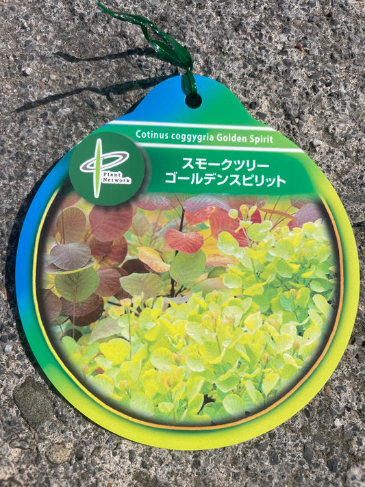 No.06034　岡本緑花　スモークツリー　ゴールデンスピリット　6号苗ポット