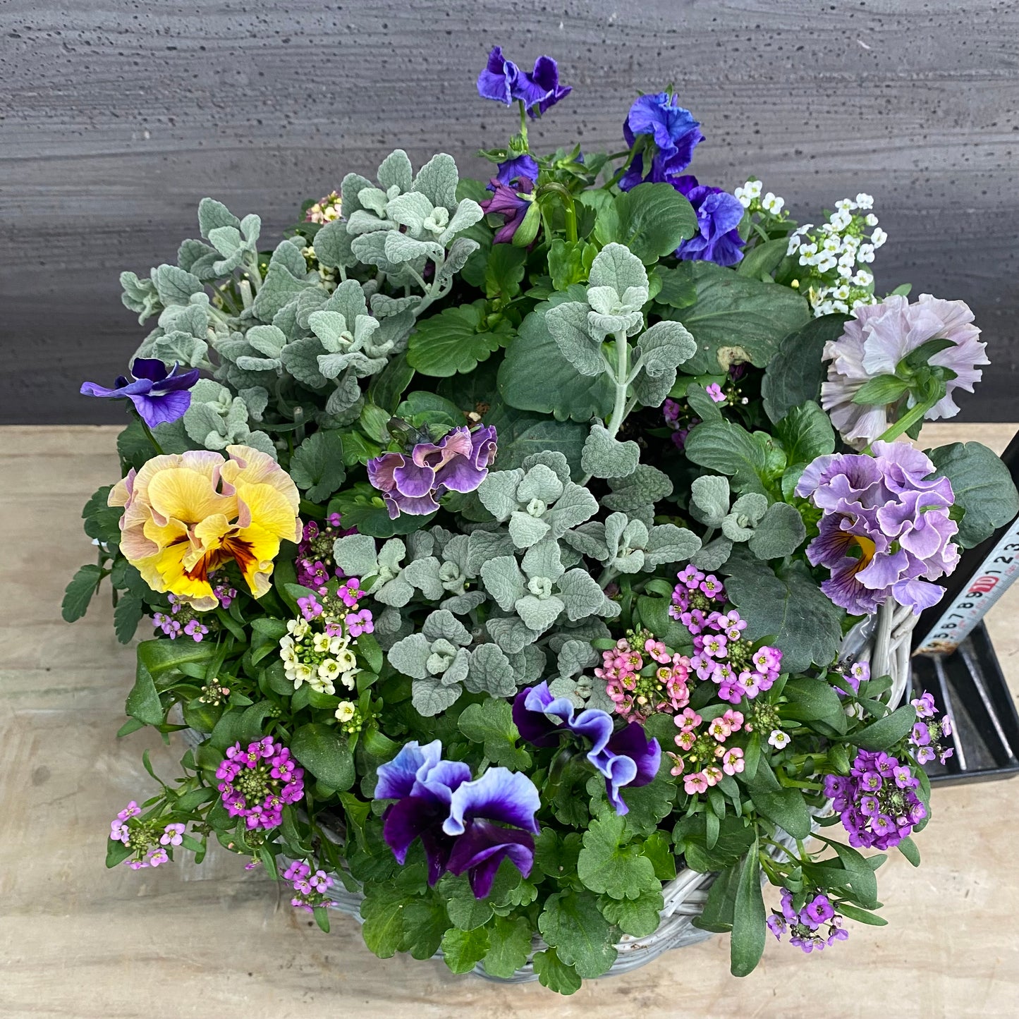 寄せ植えO　ゆりかごバスケットグレー