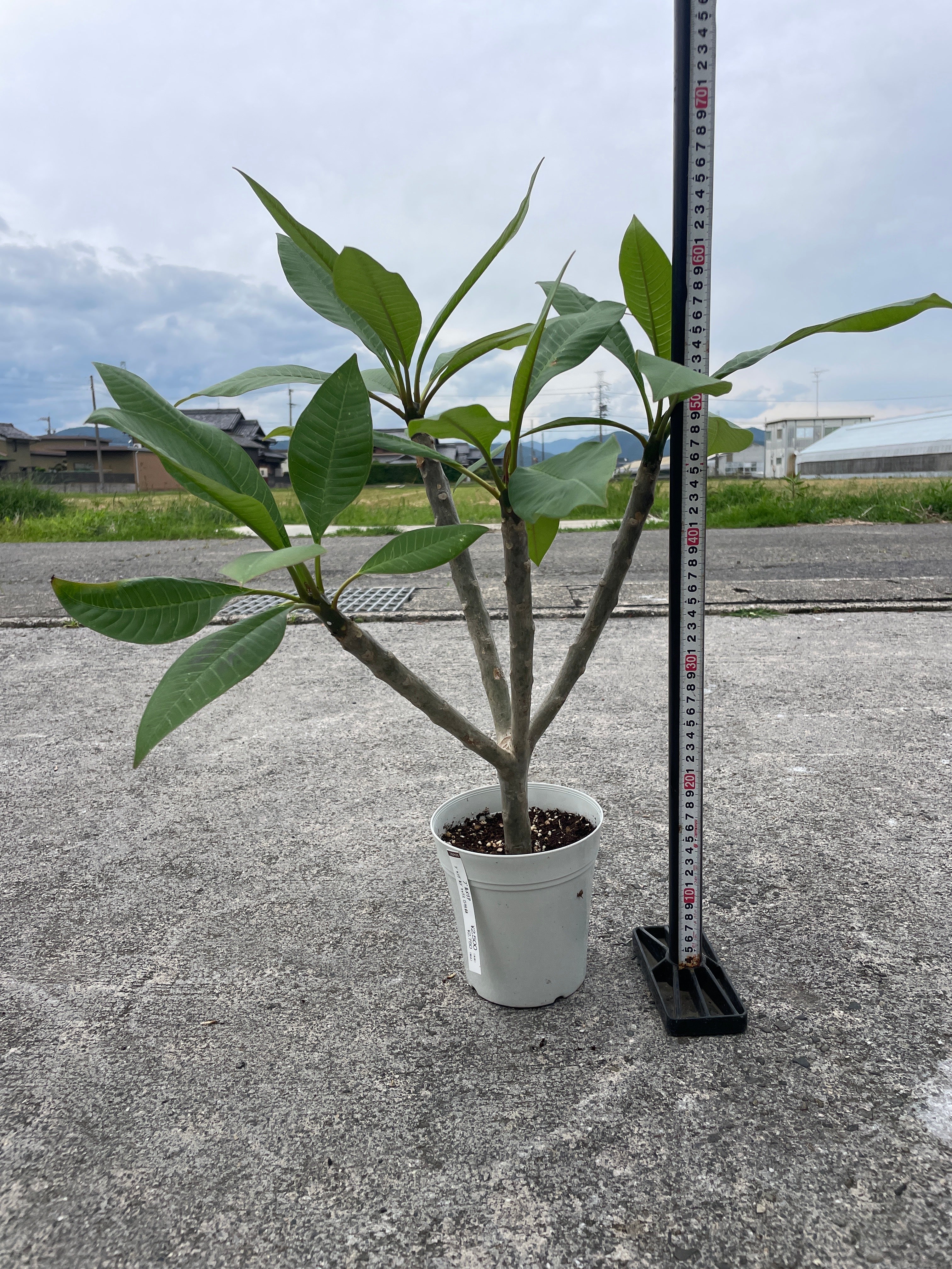 Pickup 全ての商品 – 植物家族