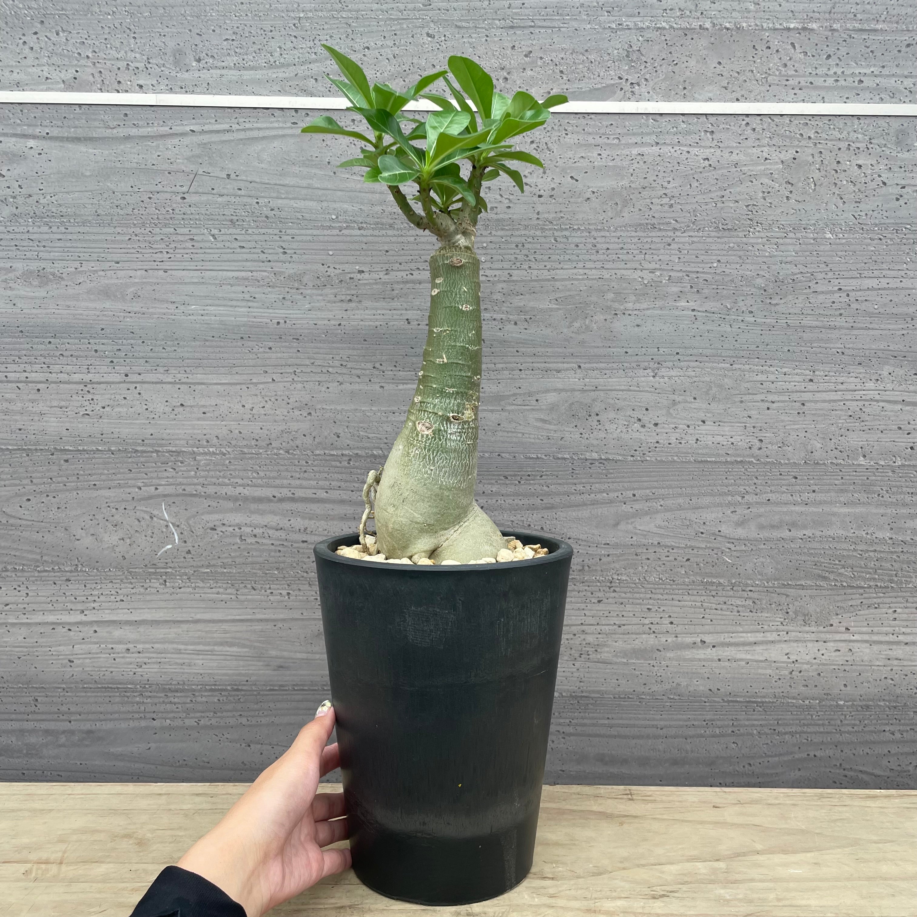 Pickup 全ての商品 – 植物家族