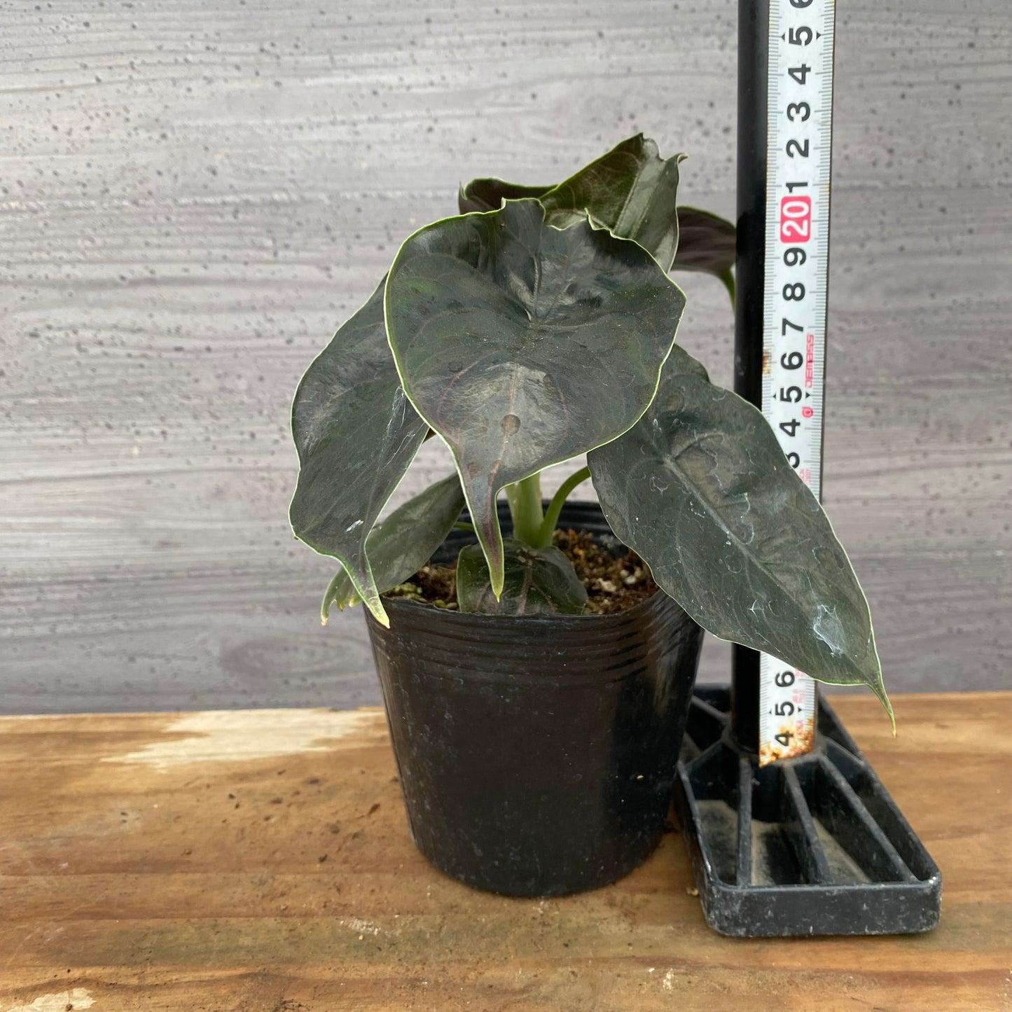 市場仕入れ即売会　No.25043　アロカシアB　4号苗ポット