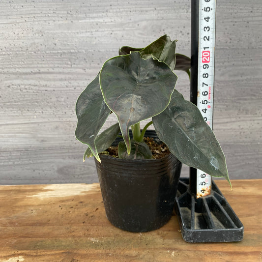 市場仕入れ即売会　No.25043　アロカシアB　4号苗ポット