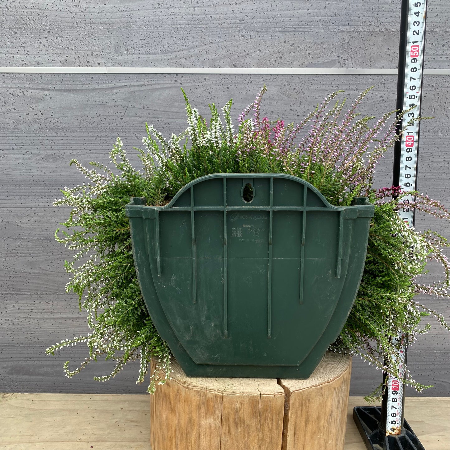 社長植栽★　カルーナ　ガーデンガールズ寄せ植え　ハンギングポット