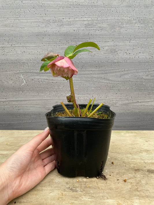 No.05091　横山園芸★クリスマスローズ　プリマドレス　5号苗ポット