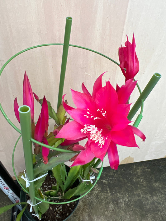 No.31012　クジャクサボテン　ピンク　5号鉢